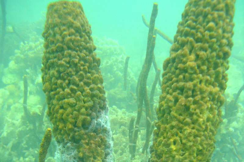 Dead zones may threaten coral reefs worldwide