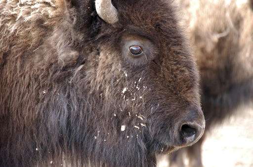 Deal allows Yellowstone bison slaughter