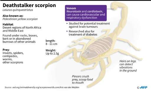 Deathstalker (Leiurus quinquestriatus) is the world's most lethal scorpion