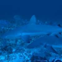 Declines in sharks drive 'fatter' fish