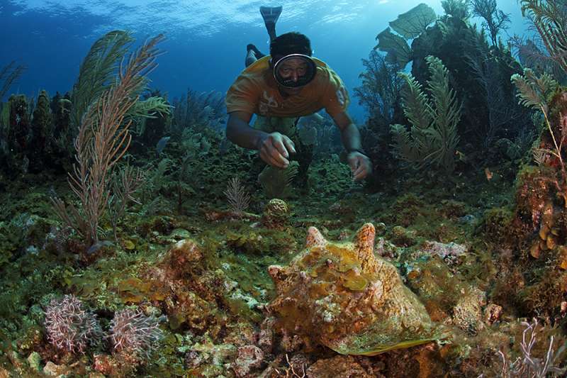 Declining queen conch populations are fragmented and that's changing the conservation game