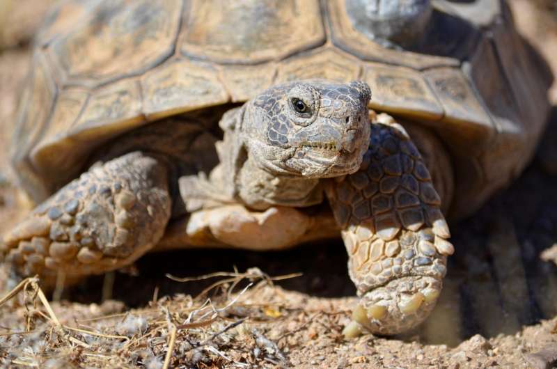 Decoded genome may help tortoise win race to survive