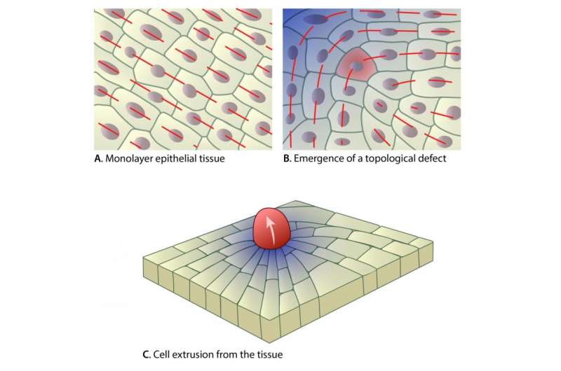 Defects in epithelial tissue organisation – A question of life or death