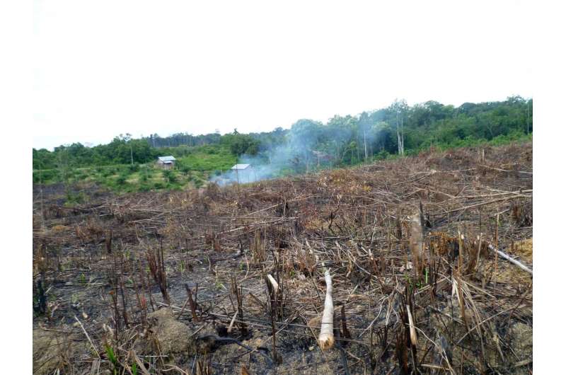 Deforestation linked to palm oil production is making Indonesia warmer