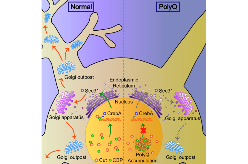 Dendritic Golgi as key cause of degenerative brain disease