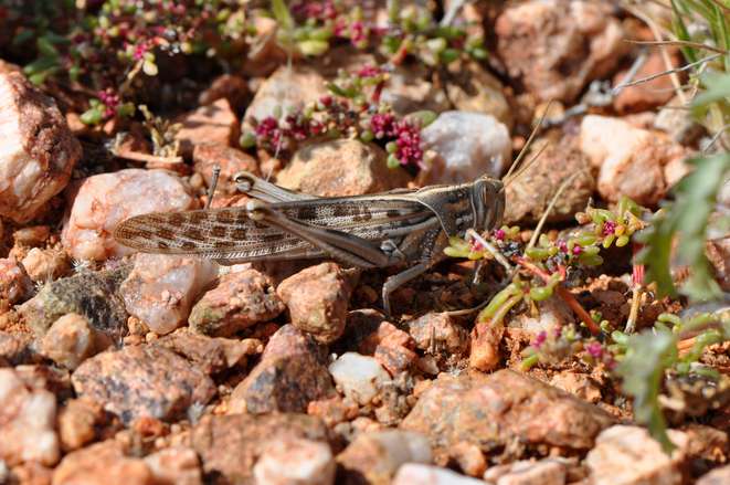Desert locusts—new risks in the light of climate change
