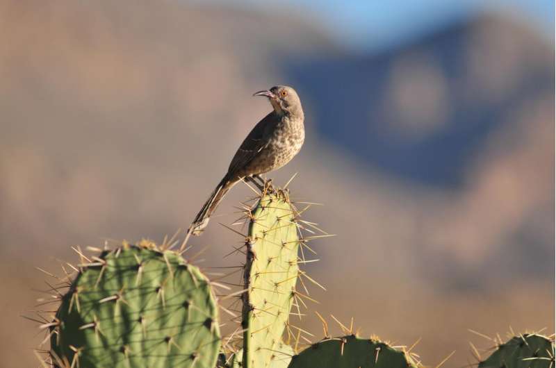 Desert songbirds may face expanding threat of lethal dehydration