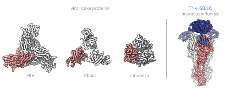Designing antiviral proteins via computer could help halt the next pandemic