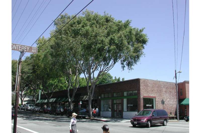 Despite city tree benefits, California urban canopy cover per capita lowest in US