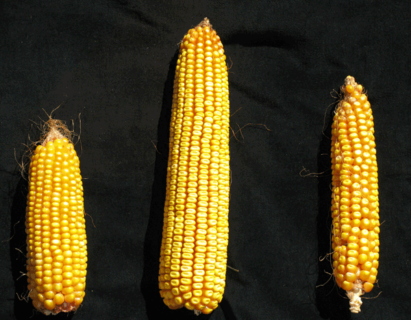 Detailed new genome for maize shows the plant has deep resources for continued adaptation
