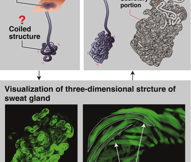 Detailed structure of the sweat gland revealed