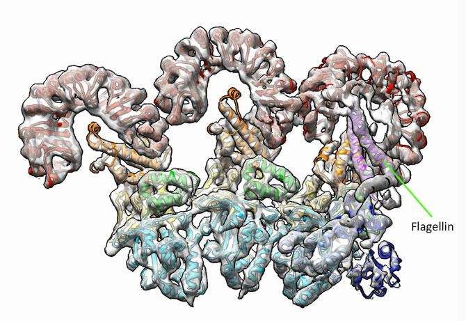 Detailed view of immune proteins could lead to new pathogen-defense strategies