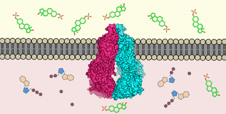 Detailed view of a molecular toxin transporter