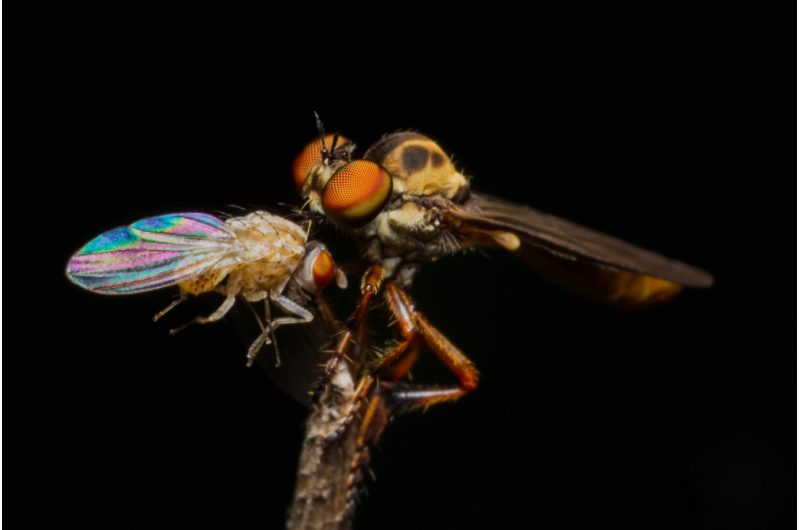 Detect. Lock on. Intercept. The remarkable hunting ability of the robber fly