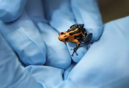 Detroit Zoo's own Dr. Ruth encourages amorous amphibians