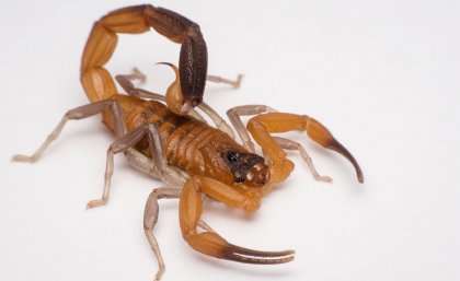 Developing therapeutic peptides from scorpion venom