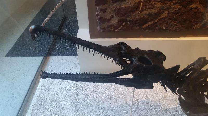 Diandongosuchus—the strange-faced transitional phytosaur