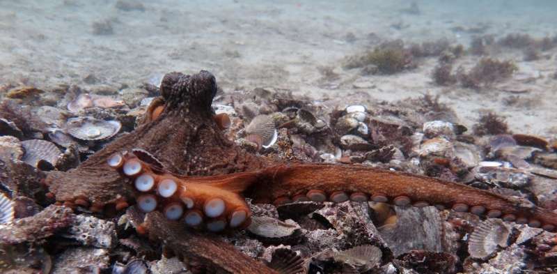 Did they mean to do that? Accident and intent in an octopuses' garden