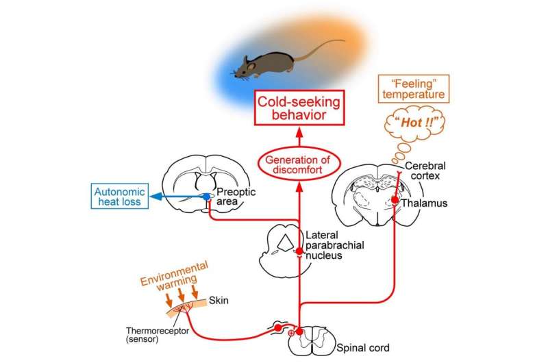 Different Sensory Pathways Engaged in Feeling and Responding to External Temperature