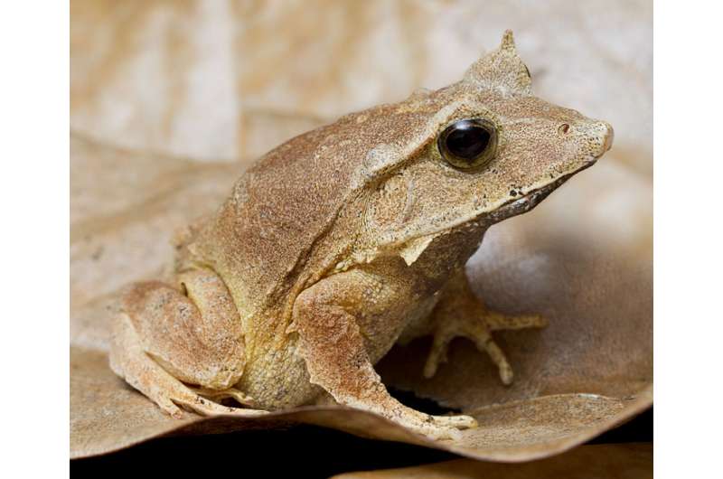 Digital life project uses 3-D to document endangered frogs