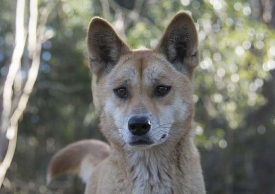 Dingoes reshape the landscape