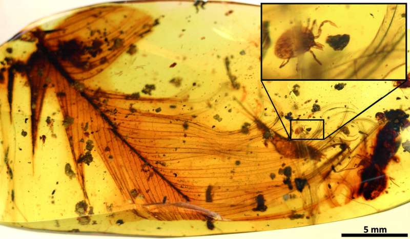 Dinosaur parasites trapped in 100-million-year-old amber tell blood-sucking story