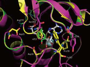 Directed evolution to design enzymes that make imaging agents for medical diagnosis