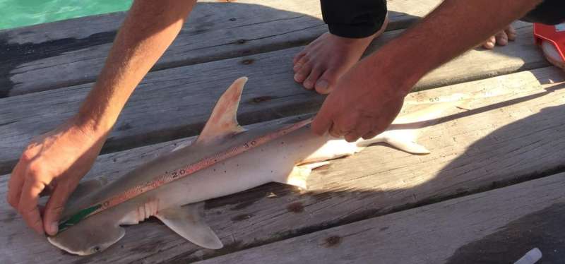 Discovered: Possible new species of hammerhead shark