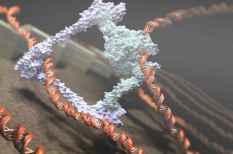 Discovery of chromosome motor supports DNA loop extrusion
