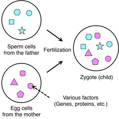 what is a zygote