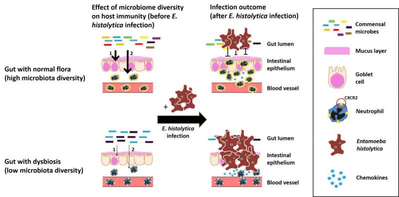 Disrupted gut microbiome makes children more susceptible to amoebic dysentery