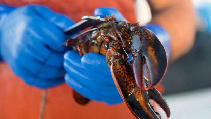 DMC researchers test technique to determine lobster’s age