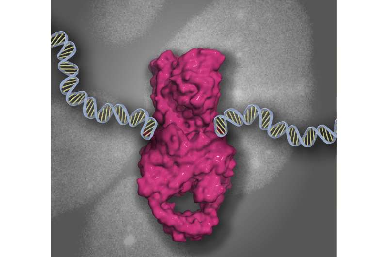 DNA damage caused by cancer treatment reversed by ZATT protein