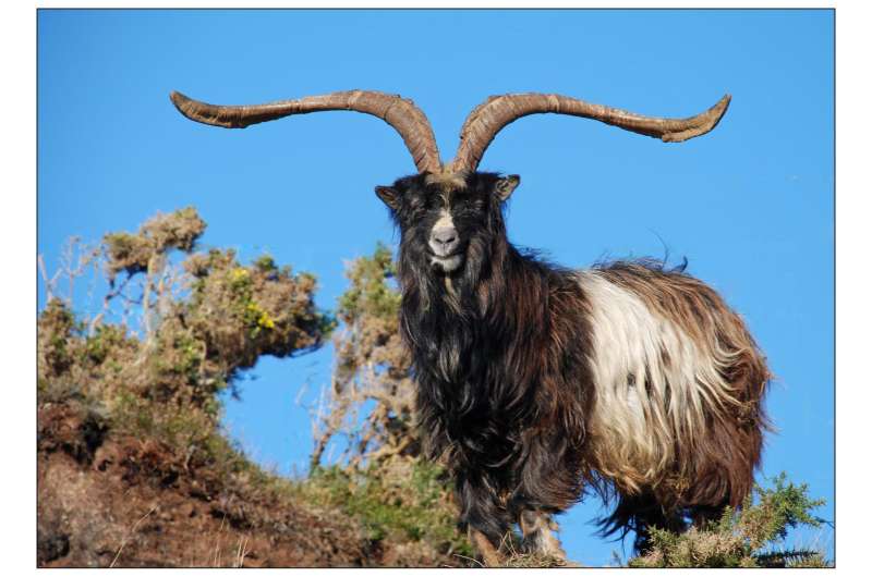 DNA from taxidermy specimens explains genetic structure of British and Irish goats