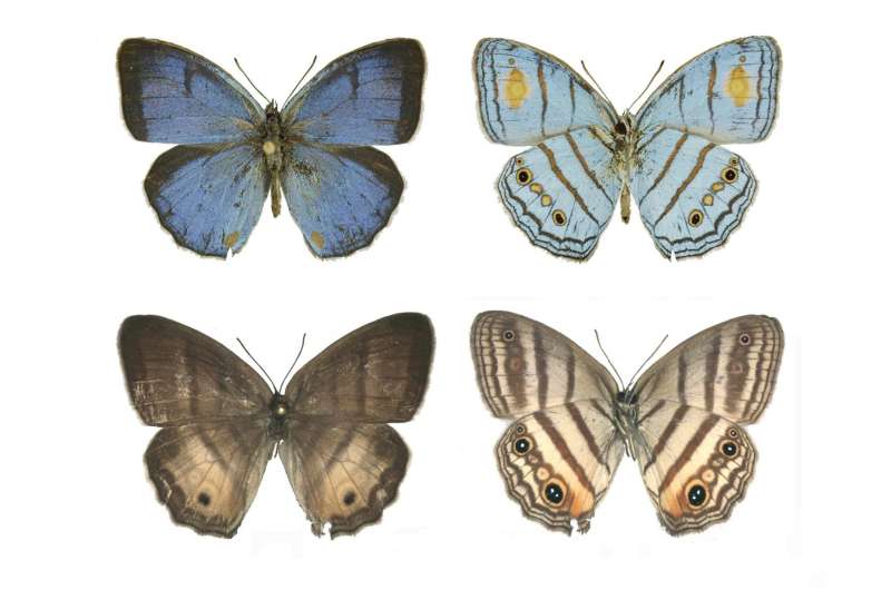 DNA links male, female butterfly thought to be distinct species