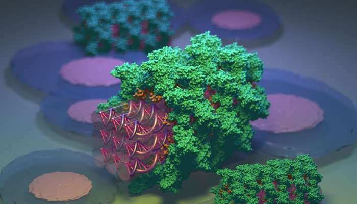 DNA nanostructures get camouflaged by proteins