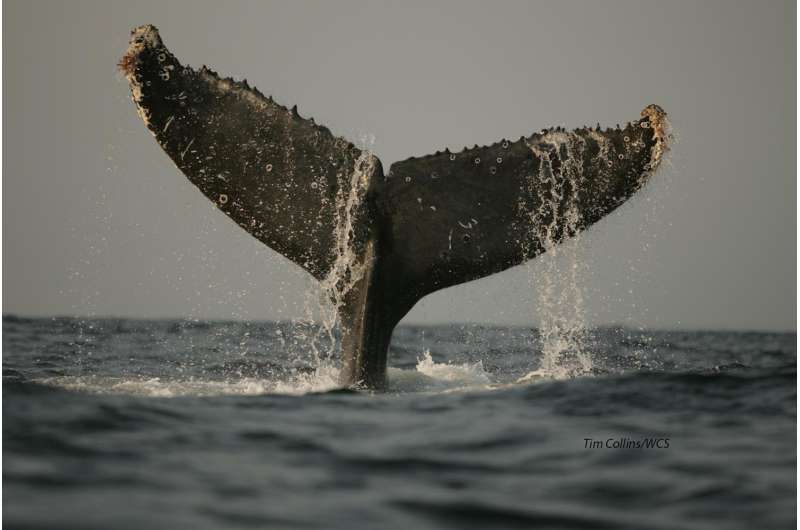 DNA study of southern humpback finds calving ground loyalty drives population differences