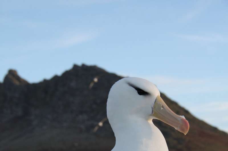 DNA tests on albatross poo reveal secret diet of top predator
