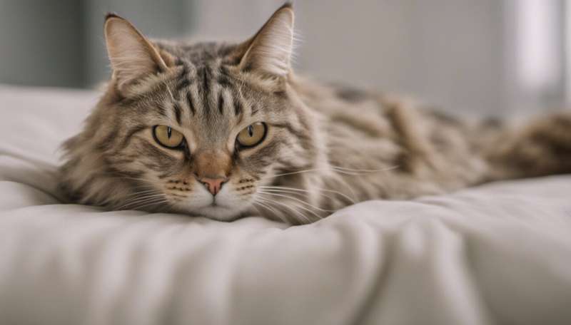 Do cats purr when humans aren't around?