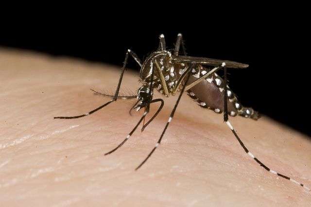 Does indoor spraying help prevent dengue?