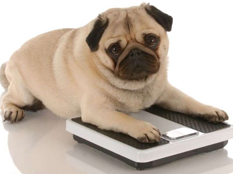 Does your pet have a weight problem? here's how to tell