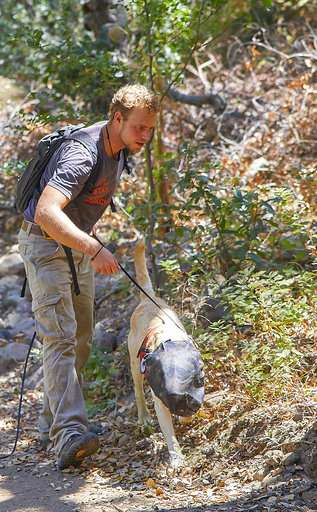 Dog helps sniff out invasive ants on California island