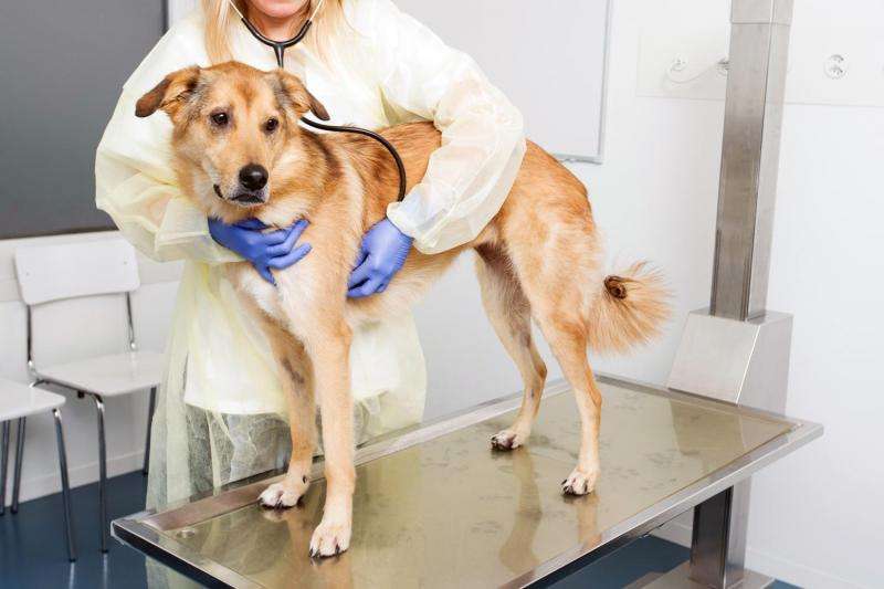 Dogs help in breast carcinoma research
