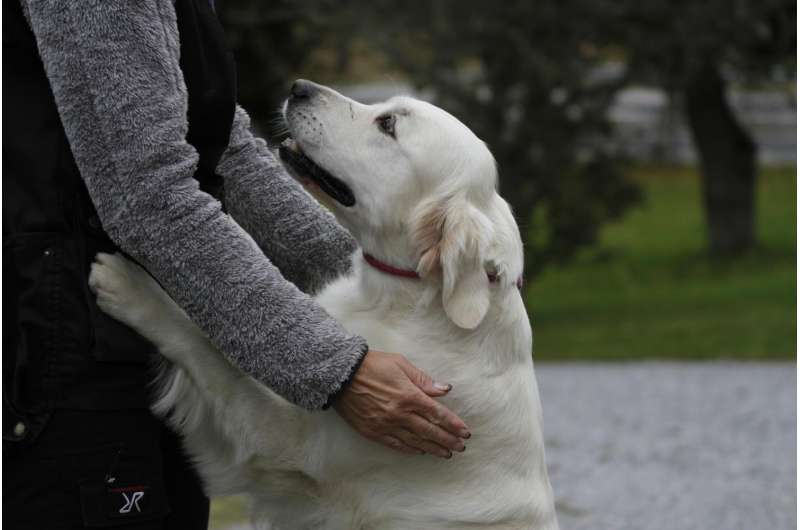 Dogs' social skills linked to oxytocin sensitivity