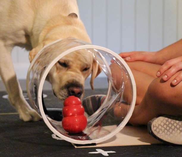 Dogs, toddlers show similarities in social intelligence