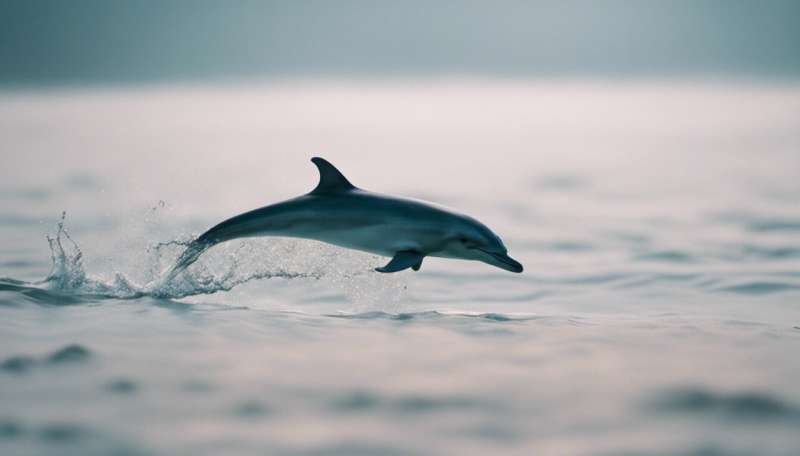 Dolphin brains show signs of Alzheimer’s Disease