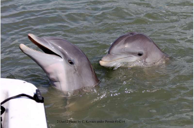 Dolphins following shrimp trawlers cluster in social groups