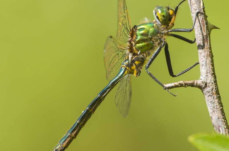 Dragonfly brains predict the path of their prey