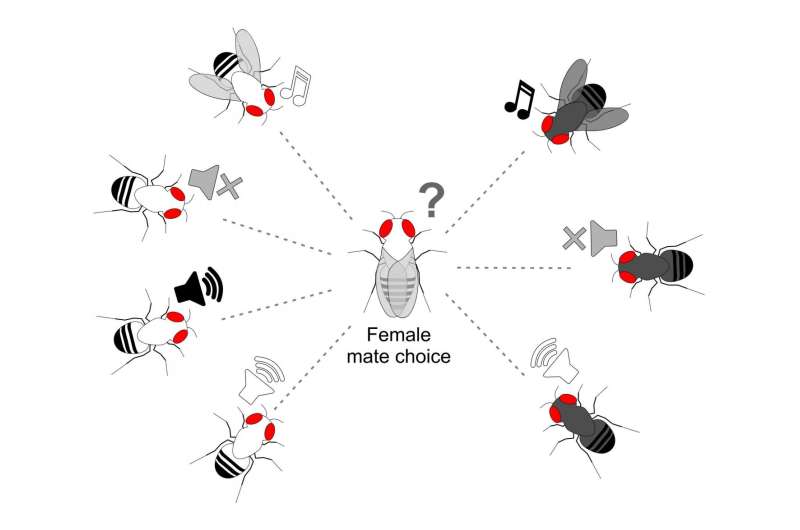 Drosophila buzzatii fruit fly females may use courtship songs to pick same-species mates