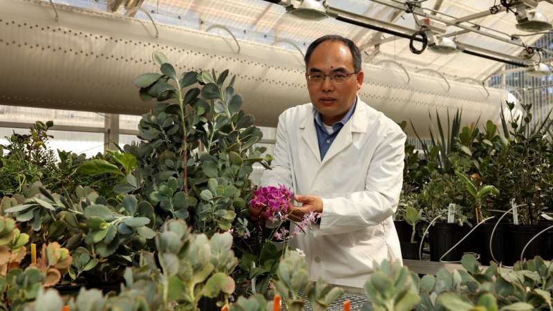 Drought-resistant plant genes could accelerate evolution of water-use efficient crops